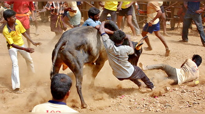 আন্দোলনে টলল সরকার, ফিরছে জাল্লিকাট্টু