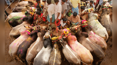 அமலுக்கு வந்தது அவசரச் சட்டம்; பாலமேடு, அலங்காநல்லூர், அவனியாபுரத்தில் நாளை
ஜல்லிக்கட்டு!