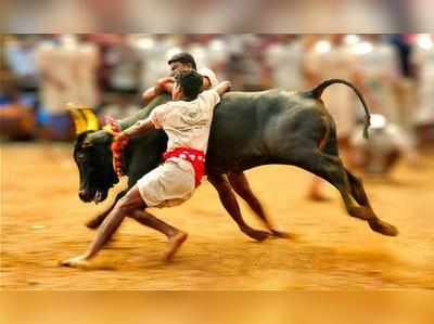 রাজি রাজ্যপাল, রবিবাসরীয় ‘কামব্যাক’ জালিকাট্টু’র