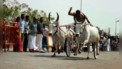 கோவை கொடிசியா மைதானத்தில் ரேக்ளா பந்தயம் நடைபெறும் என அறிவிப்பு