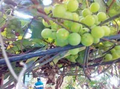 ಕೊಡಗಿನ ಮಣ್ಣಿನಲ್ಲೂ ದ್ರಾಕ್ಷಿ ಸವಿ!