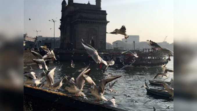 Playful Siberian seagulls photographed at Mumbais Gateway of India 