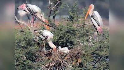 Kolleru Bird Sanctuary, a home for spot-billed pelicans 