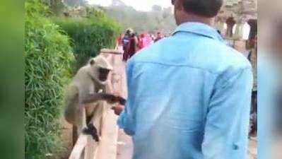 குரங்குக்கு உணவு கொடுத்து, பளார் என அறைந்த வாலிபர்: வைரலாகும் அதிர்ச்சி வீடியோ