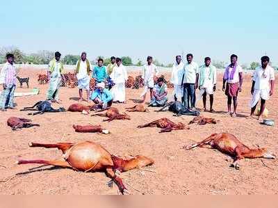 ಅಂಥ್ರಾಕ್ಸ್ ಗೆ 22 ಕುರಿ ಬಲಿ