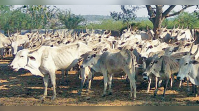 ಅಮೃತಮಹಲ್‌ ರಾಸುಗಳ ಮರಣಮೃದಂಗ