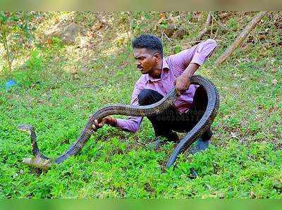 നൂറാമത്തെ രാജവെമ്പാലയെ പിടിച്ച് സെഞ്ച്വറി തികച്ച് വാവ