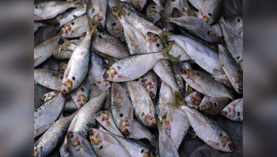ऑक्सीजन बिना मर गईं हजारों मछलियां