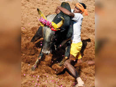 அலங்காநல்லூர், பாலமேட்டில் ஜல்லிக்கட்டு நடைபெறும் தேதிகள் அறிவிப்பு