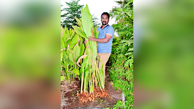 ಭರಪೂರ ಅರಿಶಿನ