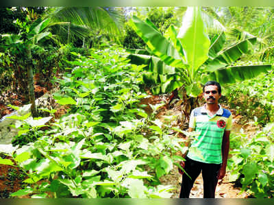 ಭತ್ತದ ಗದ್ದೆಗಳ ನಡುವೆ ತೋಟದ ಸೂರಿ