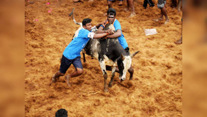 Supreme Court refuses to stay Tamil Nadus Act allowing Jallikattu, but seeks state govts response 