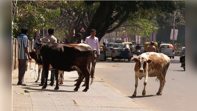 ಬೀಡಾಡಿ ಹಸುವಿನ ಹಿಂದೆ ಬಿದ್ದ ಪೊಲೀಸರು