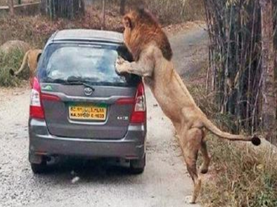 जंगल सफारी पड़ जाती भारी, बेंगलुरु में कार पर शेरों का अटैक, विडियो वायरल