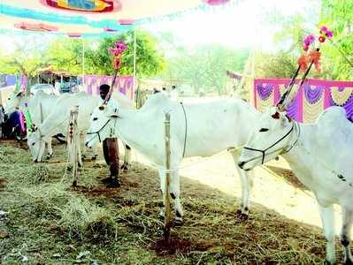 ಮುಡುಕುತೊರೆ ಜಾತ್ರೆ: ದನಗಳ ಪರಿಶೆ ಆರಂಭ