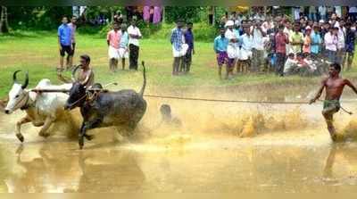 കാളപ്പൂട്ട്: നിരോധനം നീക്കണമെന്ന് കോടതിയോട് ആവശ്യപ്പെടും