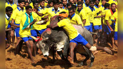 கிரிக்கெட் வீரர்களுக்கு இணையான பரிசு பெற இருக்கும் ஜல்லிக்கட்டு மாடு பிடி வீரர்கள்!