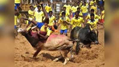 அவனியாபுரம் ஜல்லிக்கட்டில் பங்கேற்கும் காளைகளுக்கு மருத்துவப் பரிசோதனை!