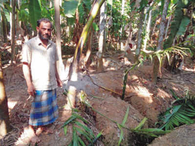 ಕಾಡು ಹಂದಿಯಿಂದ ಅಡಕೆ ಗಿಡ ನಾಶ