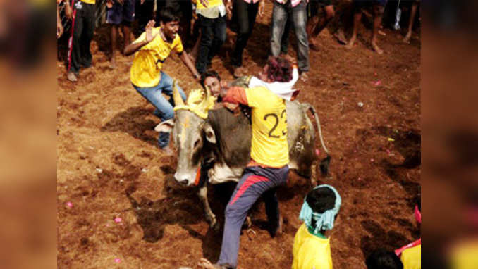 TN: Jallikattu held in Madurai district; 950 bulls, 1,200 men participate in the event 