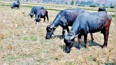 ಸುತ್ತ ನದಿಯಿದ್ದರೂ ತಪ್ಪದ ಬೇಗುದಿ