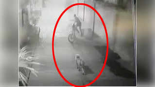 Monkey menace in Pune caught on cam 