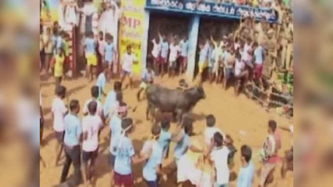 Much hyped Jallikattu kick starts with fervour 