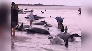 New Zealanders race to save 400 stranded whales 