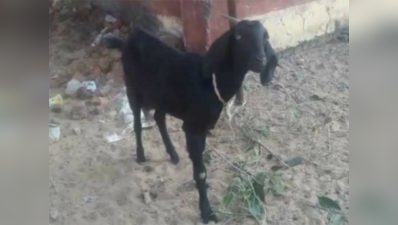 खेत में घुसी बकरी, मारपीट में 12 घायल, एक की मौत