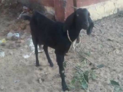 खेत में घुसी बकरी, मारपीट में 12 घायल, एक की मौत