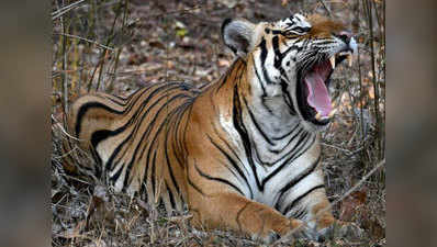 Forest dept captures man-eater tiger in Pilibhit 