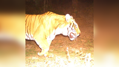 নেওড়াভ্যালিতে ফের বাঘ দর্শন