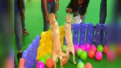 3-day international pet trade fair kicks off in Noida 