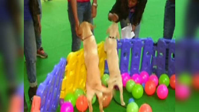 3-day international pet trade fair kicks off in Noida 