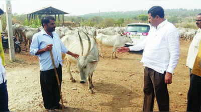 ಗೋವುಗಳಿಗೆ ಅಗತ್ಯ ಮೇವು ಪೂರೈಕೆ ಭರವಸೆ