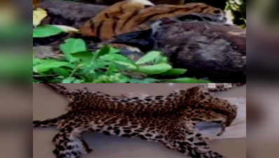 Tiger found dead in Corbett, leopard skin seized in Similipal Tiger Reserve 