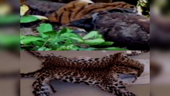 Tiger found dead in Corbett, leopard skin seized in Similipal Tiger Reserve 