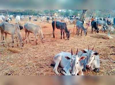 ಮೇವಿಗೆ ಬರ, ರೈತರಿಗೆ ರಾಸುಗಳೇ ಹೊರೆ