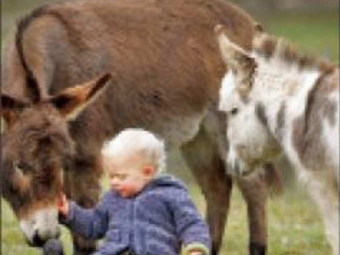 इतने प्यारे गधों के बिना तो सूनी लगेगी दुनिया