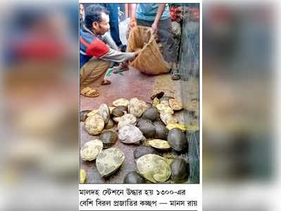 হাজারের বেশি কচ্ছপ উদ্ধার মালদহে, হদিস কারবারেরও