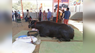 ಈ ಕೋಣನಿಗೆ ಡಿಮ್ಯಾಂಡಪ್ಪೋ ಡಿಮ್ಯಾಂಡು