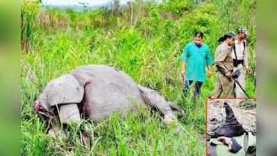 ഇന്ത്യന്‍ കടുവാ സങ്കേതങ്ങളില്‍ ബിബിസിക്ക് വിലക്ക്