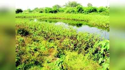 ಕುರುಬೂರು ಕೆರೆಯಲ್ಲಿ ನೀರಿಗಿಂತ ಜೊಂಡೇ ಜಾಸ್ತಿ !