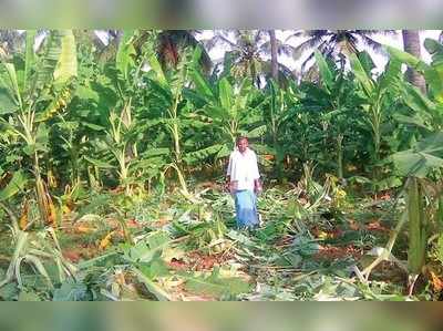 ಆನೆ ಹಿಂಡಿನ ದಾಳಿ, ರೈತರ ತೋಟ ಪುಡಿ ಪಿಡಿ