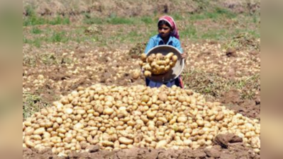 আলুর কম দামে উদ্বিগ্ন মমতা , বৈঠক সোমবার