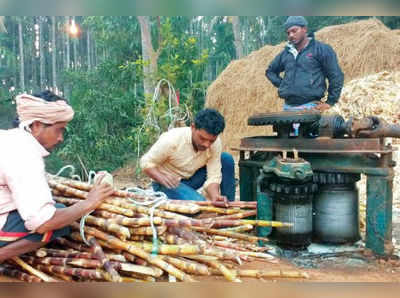 ಆಲೆ ಬೆಲ್ಲ... ಬಲು ದುಬಾರಿ !