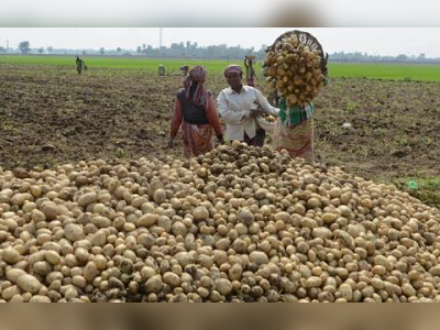 সহায়ক মূল্যে আলু কিনুক সরকার, দাবি উঠছে মাঠে