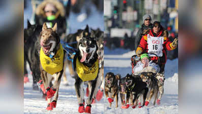 World famous Iditarod Dog Race kicks off 