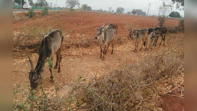 ನೀರಿಲ್ಲದೆ ಜಾನುವಾರುಗಳ ಮರಣ ಮೃದಂಗ