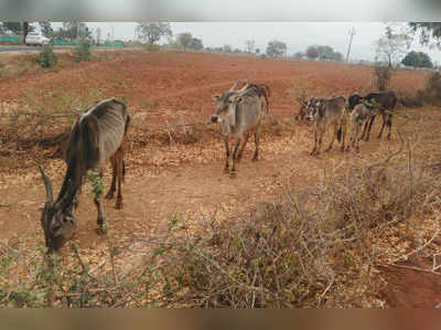 ನೀರಿಲ್ಲದೆ ಜಾನುವಾರುಗಳ ಮರಣ ಮೃದಂಗ